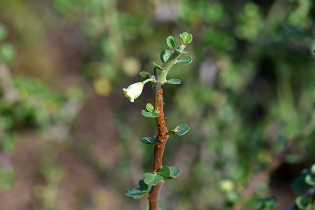 Physicnut or Limberbush has white, whitish or yellowish flowers. The flowers may be solitary as in this photo and in small clusters off of fascicles. Jatropha cuneata 